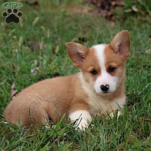 Ezekiel, Pembroke Welsh Corgi Puppy
